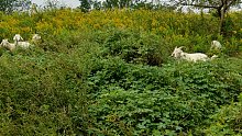 上海已经难觅踪迹的野放散养山羊