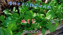 播种十几天就可以采摘的“鸡毛菜”，新鲜脆嫩！最适合阳台栽种！