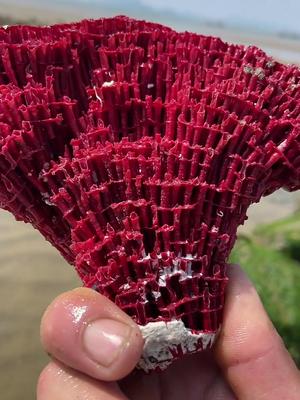 超漂亮血珊瑚