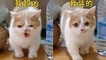 你们见过那么怂凶怂凶的小猫咪吗