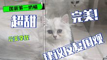 又奶又萌的狮子猫，无辜的小眼神太撩了！