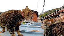在屋顶上吵架的猫