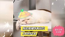 【搞笑萌宠】假如瘫猫饼有段位，从青铜到王者