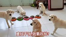 旺歌一家：重新组合12345来干饭，看效果咋样？训练10小只太难了