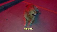 金毛凌晨遛遛要耍帅，路灯全灭气急败坏，镜头记录搞笑一幕