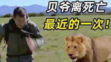贝爷VS美洲狮，狮口逃生，蟒蛇缠绕，吓得窜树2米高
