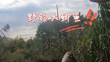 传统野钓鲫鱼，4.5米竿 4号海夕，大鲫鱼钓的太舒服 #金秋运动汇