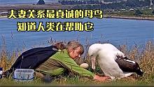夫妻关系最真诚的母鸟，配合人类偷蛋以假换真，知道人类在帮助它