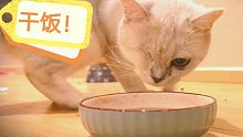 深夜食堂加餐啦！小猫咪近距离吃播咀嚼音~罐头的魔法时间到！干饭人干饭魂！
