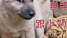自学狗语，跟小奶狗交流，没想到沟通畅通无阻