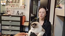 在石250：家访女主播和她家里的憨猫