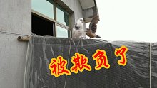 鸽子欺负斑鸠，农村小伙要想它们能配对，看来得等小鸽子了