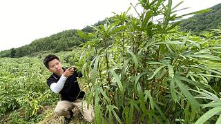 大叔放弃北京医生工作，返乡承包10亩荒山，没想到三年收入200万
