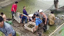 20亩的鱼塘，出180万尾黄颡鱼水花，养一年能挣40万，发财了