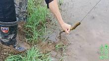 小易到田边钓黄鳝，下钩就咬，钓了一条又一条，看得人手痒痒