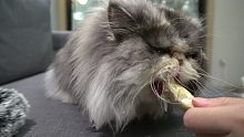 猫猫吃播