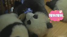 熊猫的撒娇你遭的住吗？又是柠檬的一天呜呜