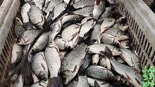 干塘抓上来的正宗土鲫鱼，3元一斤鱼贩子都不愿意要，这是为何？
