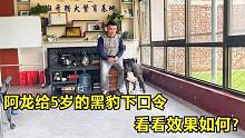 5岁的黑豹终于出笼了，阿龙第一次给黑豹做训练，看它的表现如何