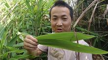 农村有一种长得像竹子的粽叶，全身都是宝，老奶奶靠它日赚1000元