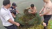 鲈鱼塘里砍了十几个草堆，一个星期后用大网抄上来，惊喜不断