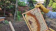养蜜蜂不仅看天气吃饭，还要担心蜜蜂被偷