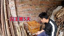 小伙网上买的煮腊蜂箱，异味太重频繁飞逃，养蜂新手用了最笨方法