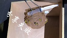 过程重要——人工喂养马蜂