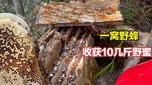 一窝拳头大的野蜂，发展4个月割蜜估计10几斤，这窝确实赚大了