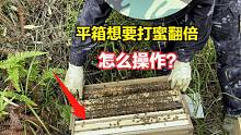 流蜜期上不了继箱怎么办？小伙教你一招，这样操作蜂蜜可以翻倍