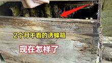 蜂箱内雄蜂过多需要处理？打开这箱野蜂，小伙说坐等割蜜12斤以上