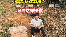 一个人如何让小蜂场从18箱发展成45箱？只需简单操作，割蜜翻一倍