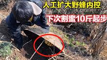 野外发现一窝野蜜蜂，看小伙如何人工扩大内控，下次割蜜10斤以上