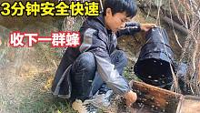 割完冬蜜的蜂怎么处理？小伙教你3分钟收蜂，安全快速收下蜂群