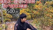 就是这一棵金灿灿的果树，农户竟开口就要500一棵，你们觉得值吗