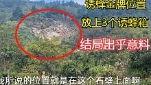 很长时间没有看的金牌诱蜂位置，今天去看一下，结局出乎意料