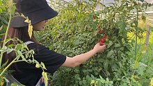 果棚种植的圣女果太好吃，农村表妹趁老板不注意，忍不住又吃饱了