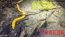 抓了20多年的黄鳝泥鳅，第一次遇到金黄色黄鳝，你们有见过吗