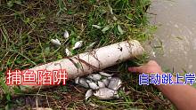 鱼塘进水口设下捕鱼陷阱，鱼儿自动跳上岸，这方法简单效果好