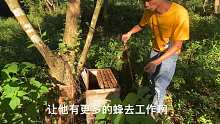 这就是活框土养蜜蜂技术的精髓，懒人养蜂最高境界，你学会了吗？