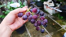 自家盆栽的葡萄，不打激素不膨大，一个字：甜！