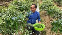 大叔不顾家人反对，投资5000元种植4亩辣椒，没想到半年收入7万元