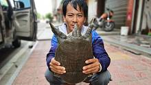 小黑通宵钓到5只甲鱼价值1.980块钱，直呼发财了