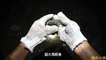 小黑深夜去打野，抓到各种小海鲜
