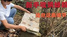 诱蜂箱来蜂为什么不收坐等割蜜，不注意这些，收回去也养不起来
