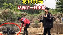 小伙花1000元去猪场认养小猪，听说猪耳朵要打上自己名字，乐坏了