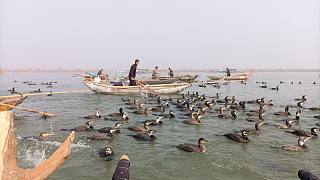 实拍农村大型捕鱼现场，300只鱼鹰18条船一起捕鱼，大鱼抓了1整筐