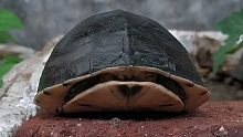 可以像贝壳一样关闭龟壳的龟，安布闭壳龟