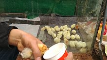 某宝买的小鸡苗，应该是才孵出来的，伤亡比较多啊