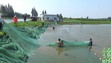 6亩的鱼塘，抚200万尾鲈鱼水花，养殖一个多月，挣了几十万